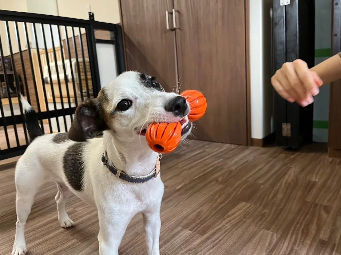 🎾9月のおすすめ商品🏐