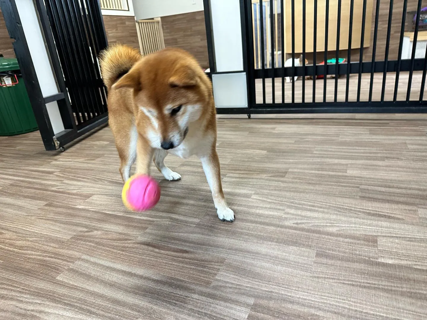 🎾9月のおすすめ商品🏐