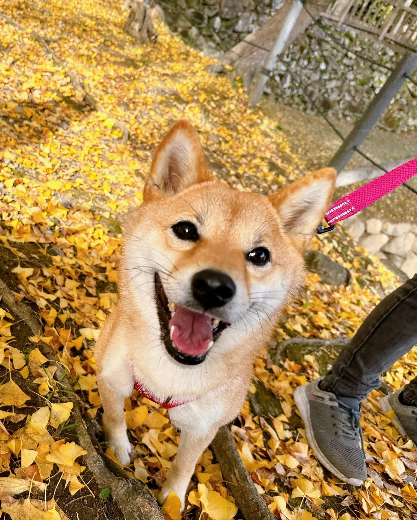 11月の営業カレンダーができました❣️