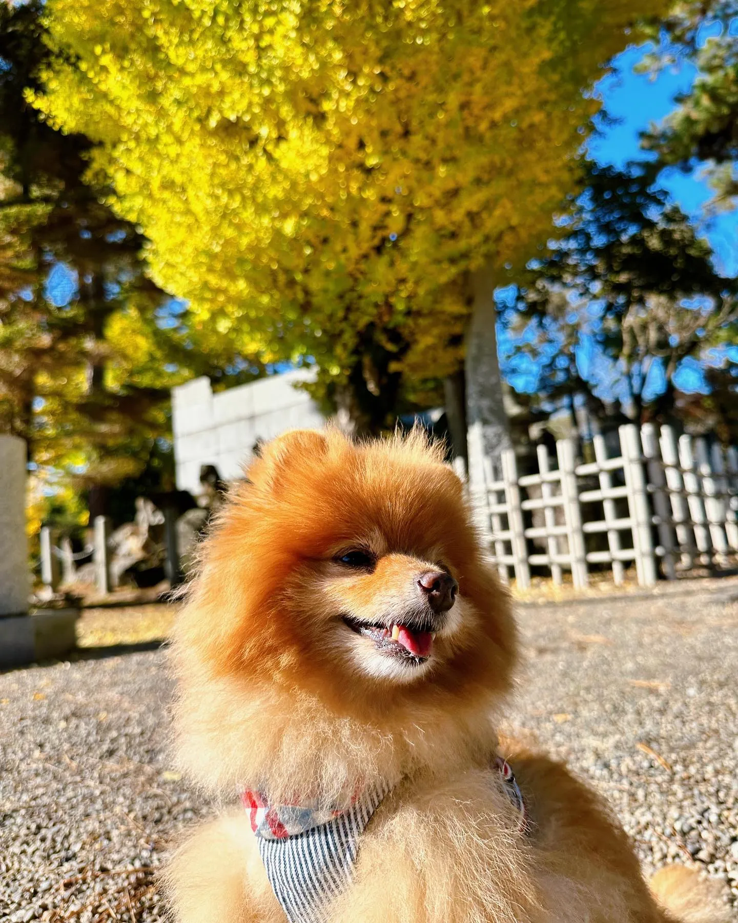 11月の営業カレンダーができました❣️