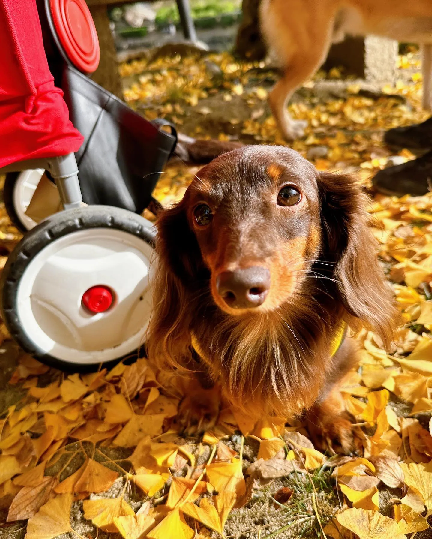 11月の営業カレンダーができました❣️