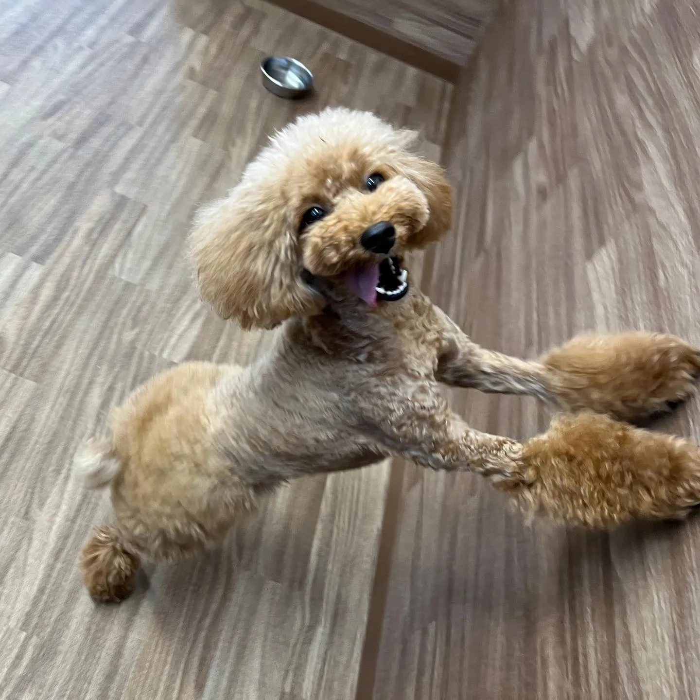 今日Feliceに入会してくれたノアちゃんです🥰