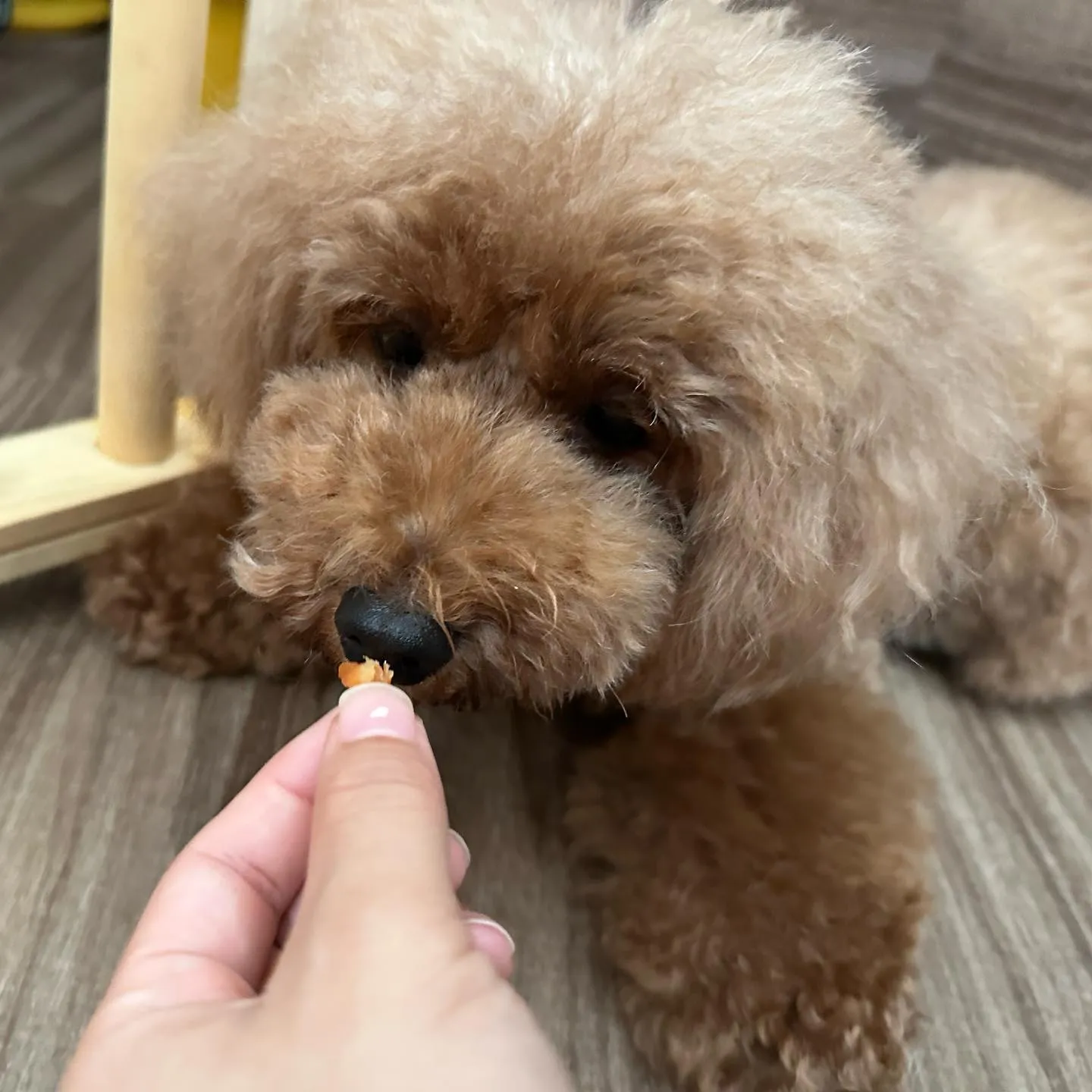 今日Feliceに入会してくれたノアちゃんです🥰