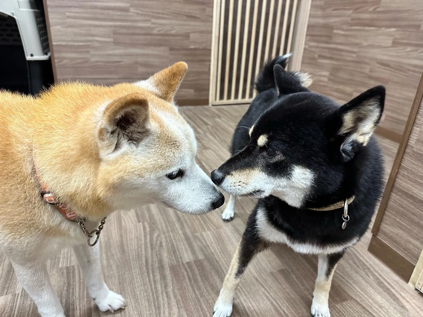 昨日からお泊まりに来てくれていた飛鳥くんと雪丸くんです😊