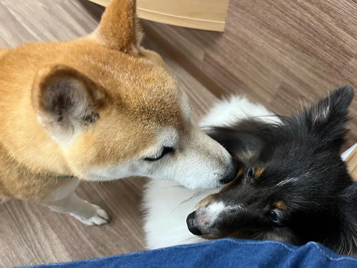 昨日からお泊まりに来てくれていた飛鳥くんと雪丸くんです😊