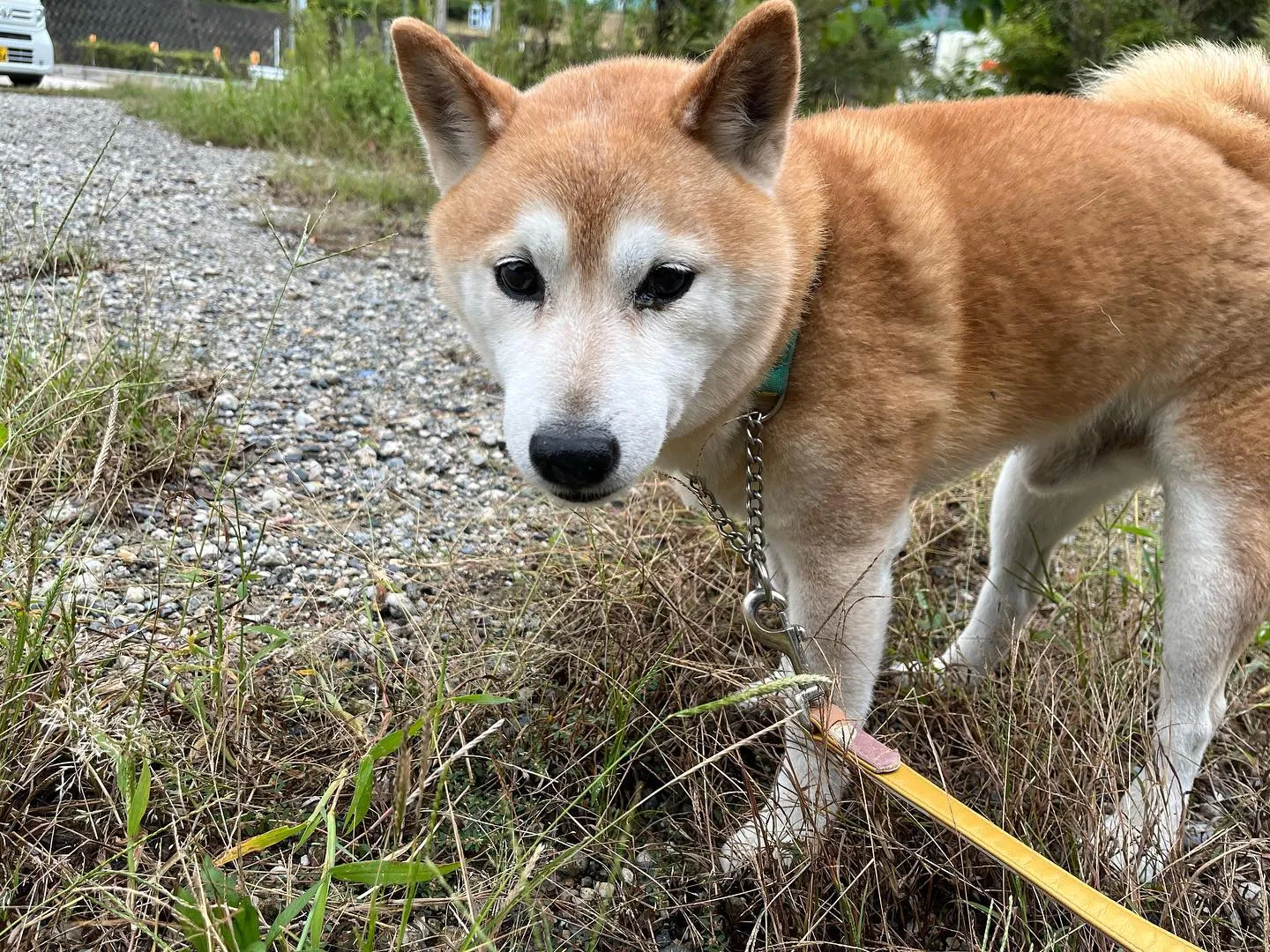 昨日からお泊まりに来てくれていた飛鳥くんと雪丸くんです😊