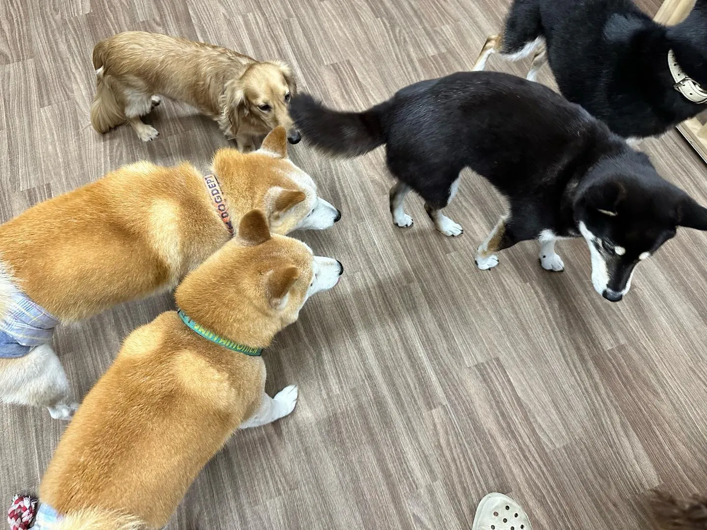 昨日からお泊まりに来てくれていた飛鳥くんと雪丸くんです😊