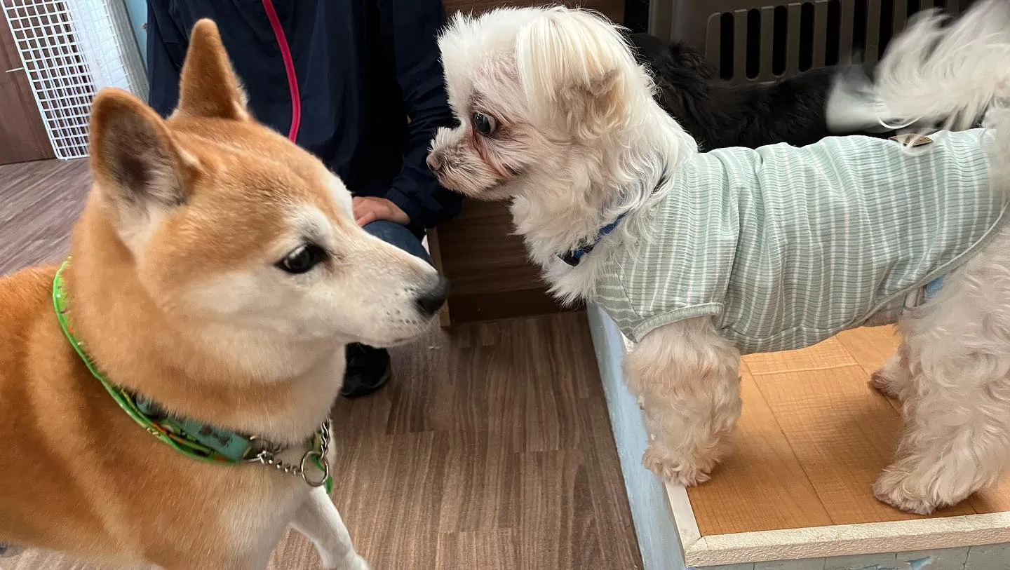 そういえば、アップし忘れていましたが