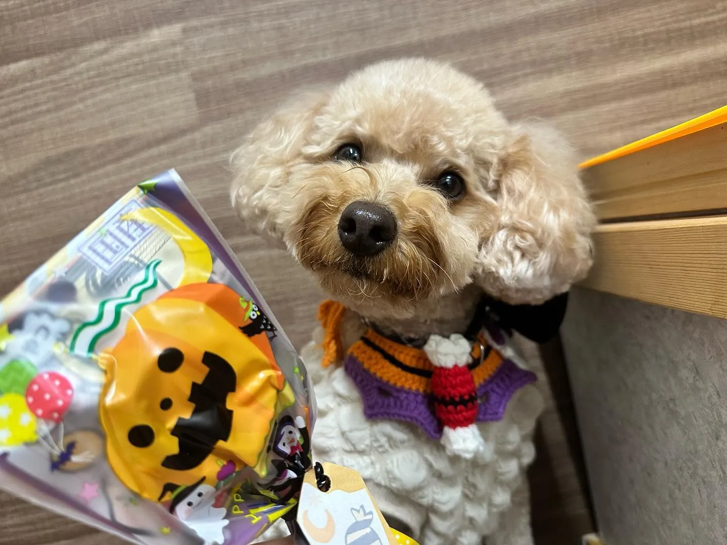 今日はハロウィンイベント開催日でした🎃