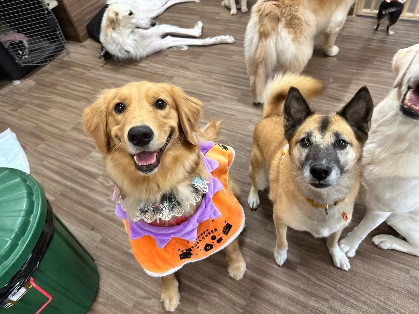 今日はハロウィンイベント開催日でした🎃