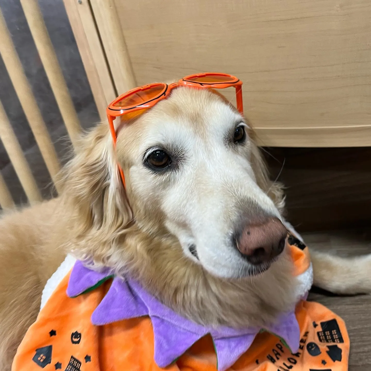 ハロウィンイベントのアルバムが全部完成しました🎃✨️