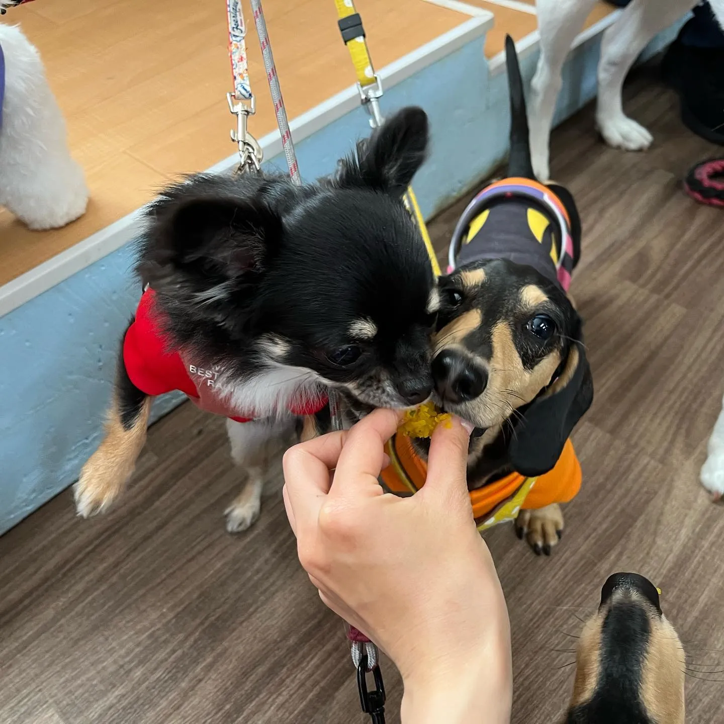 ハロウィンイベントのアルバムが全部完成しました🎃✨️