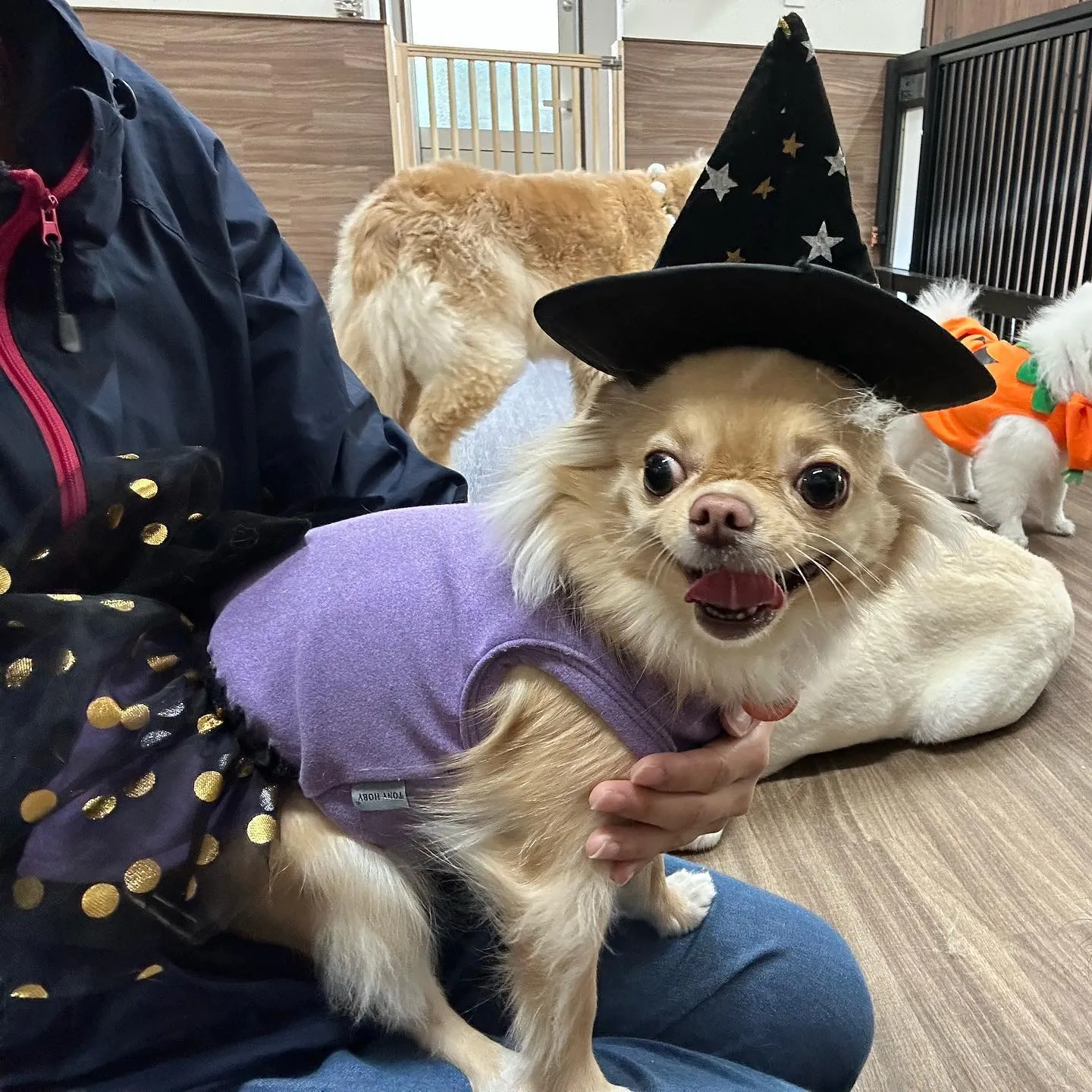 ハロウィンイベントのアルバムが全部完成しました🎃✨️