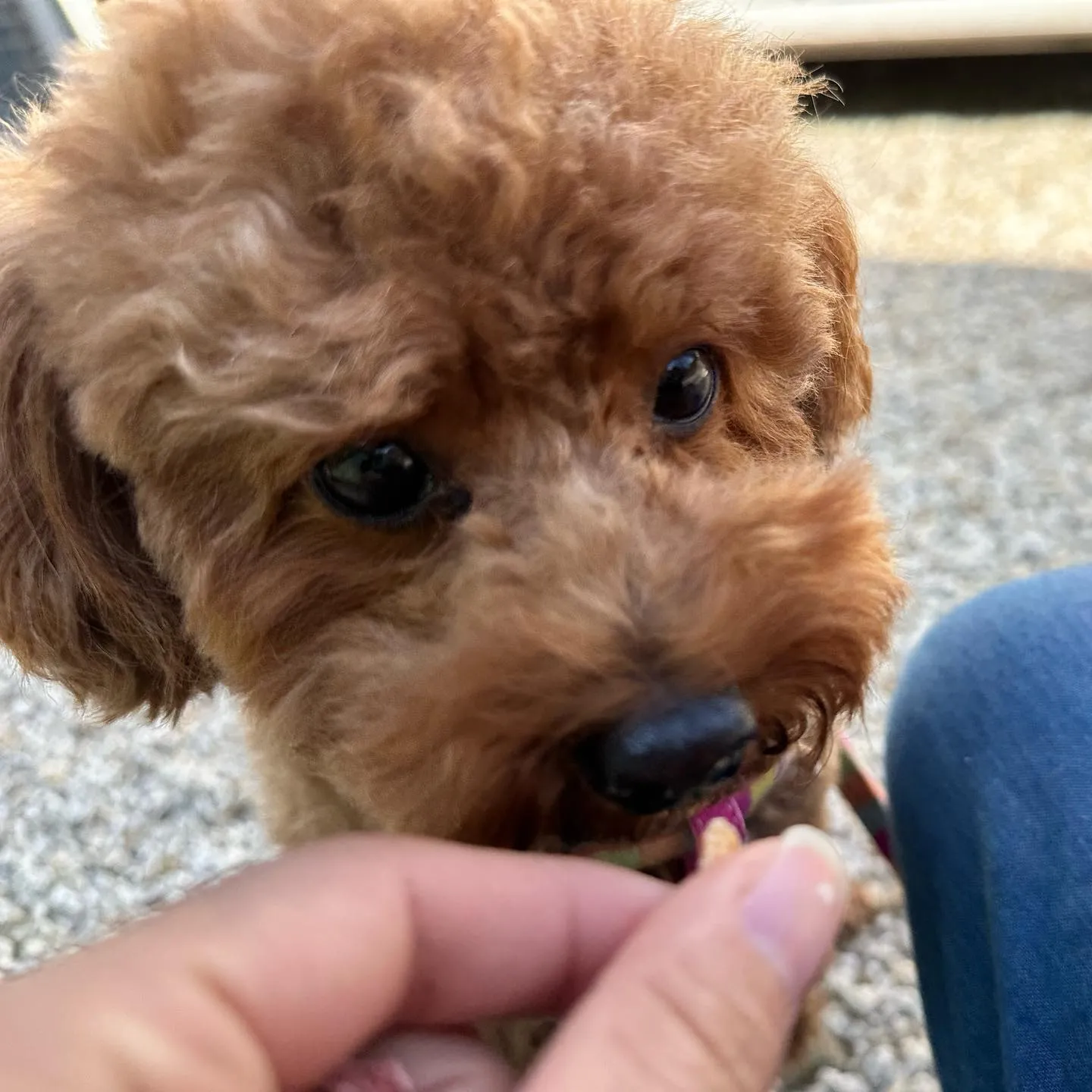 入会してくれたモネちゃんです💕