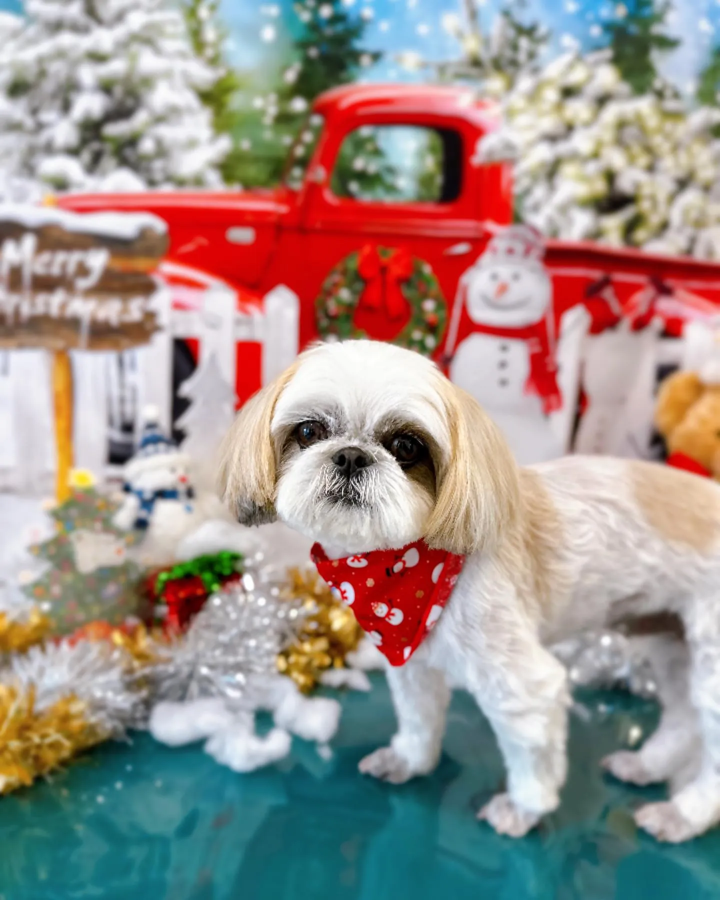 12月のフォトスポットはクリスマスです🎅🎄