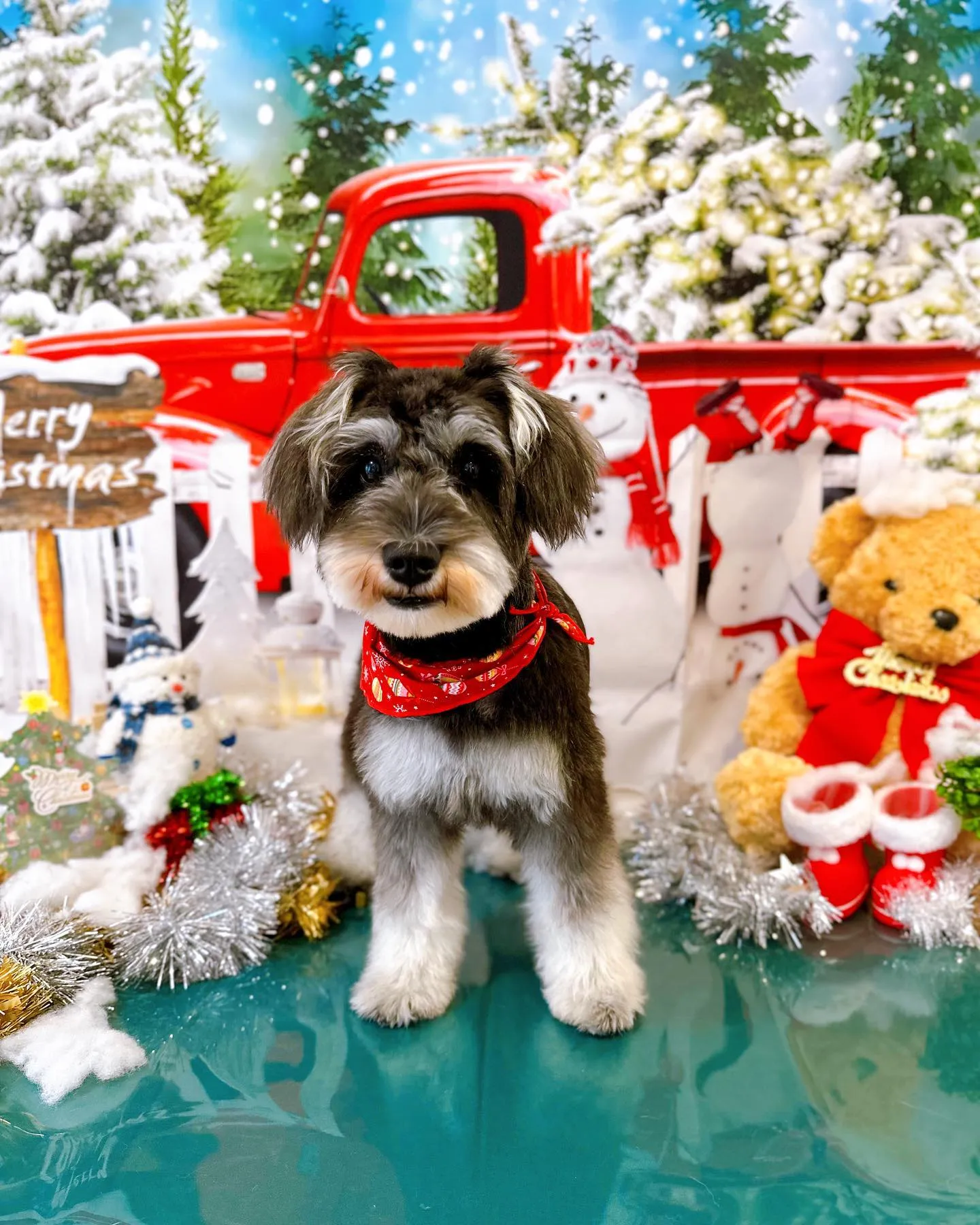 12月のフォトスポットはクリスマスです🎅🎄