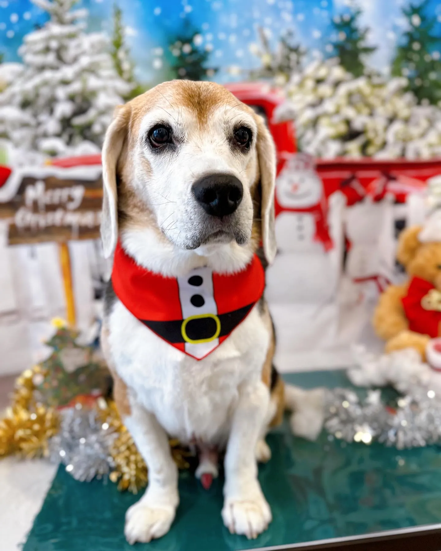 12月のフォトスポットはクリスマスです🎅🎄