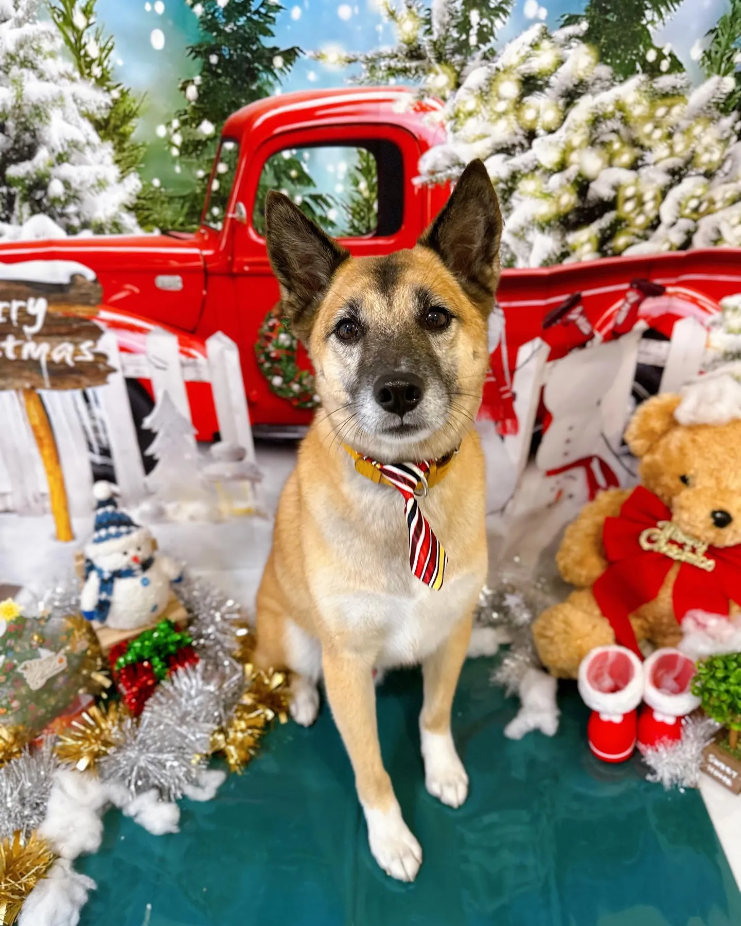 12月のフォトスポットはクリスマスです🎅🎄