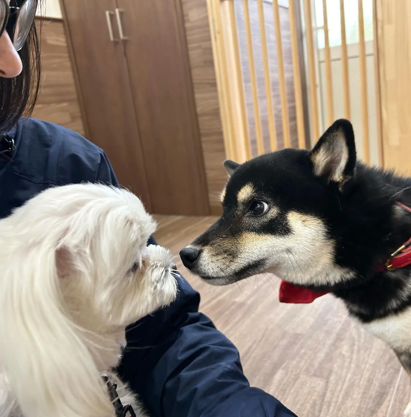 入会してくれたそらちゃんです💖