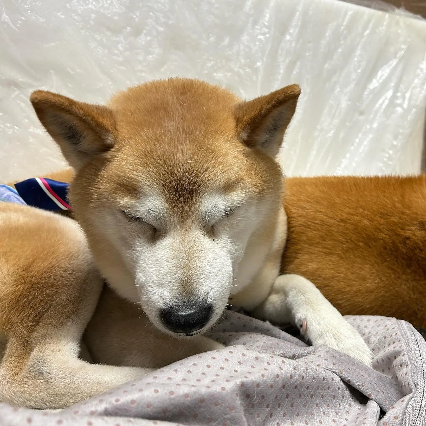 年末年始のお泊まり繁忙期は終わりましたが