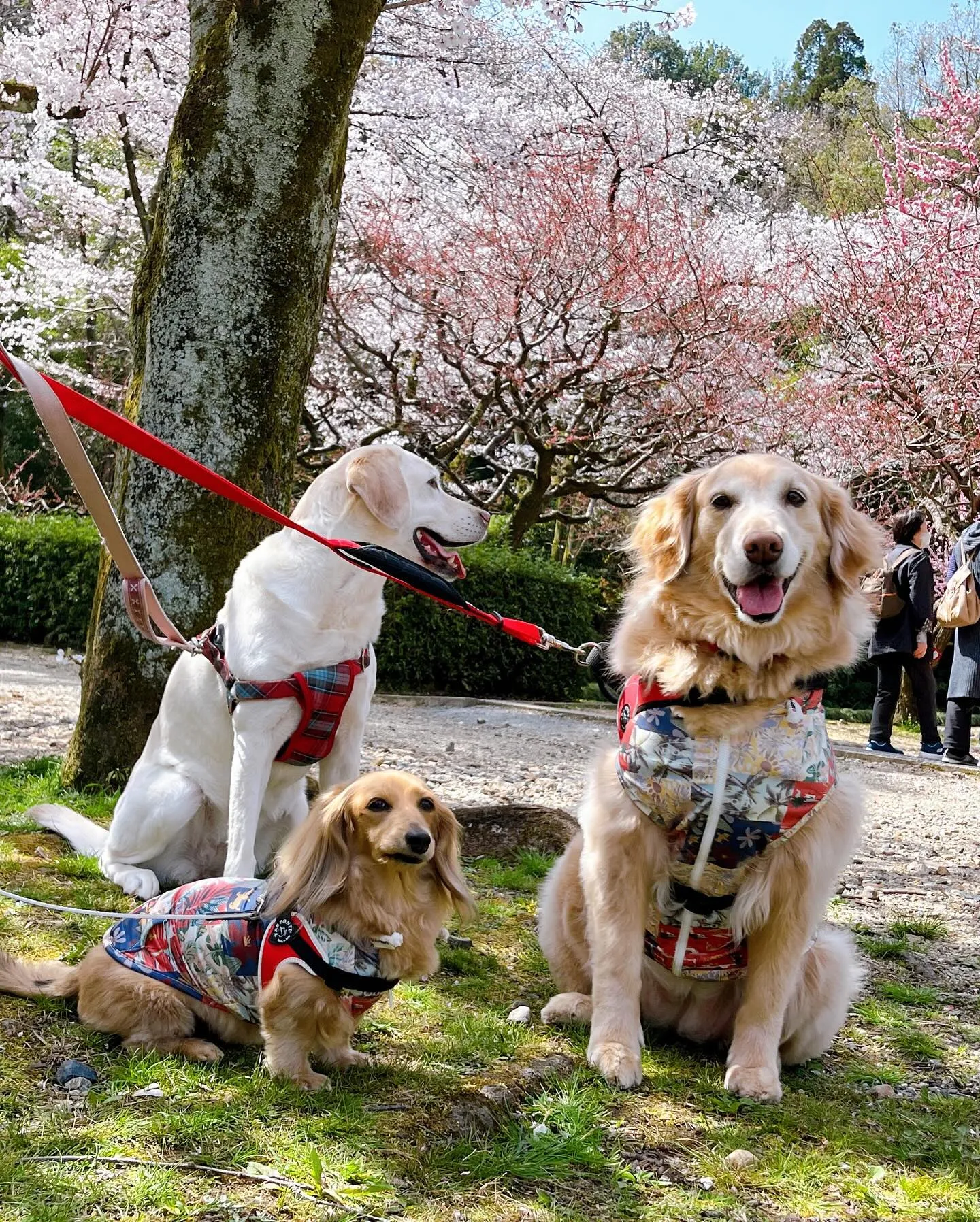 4月の営業カレンダーが完成しました🤗🌸