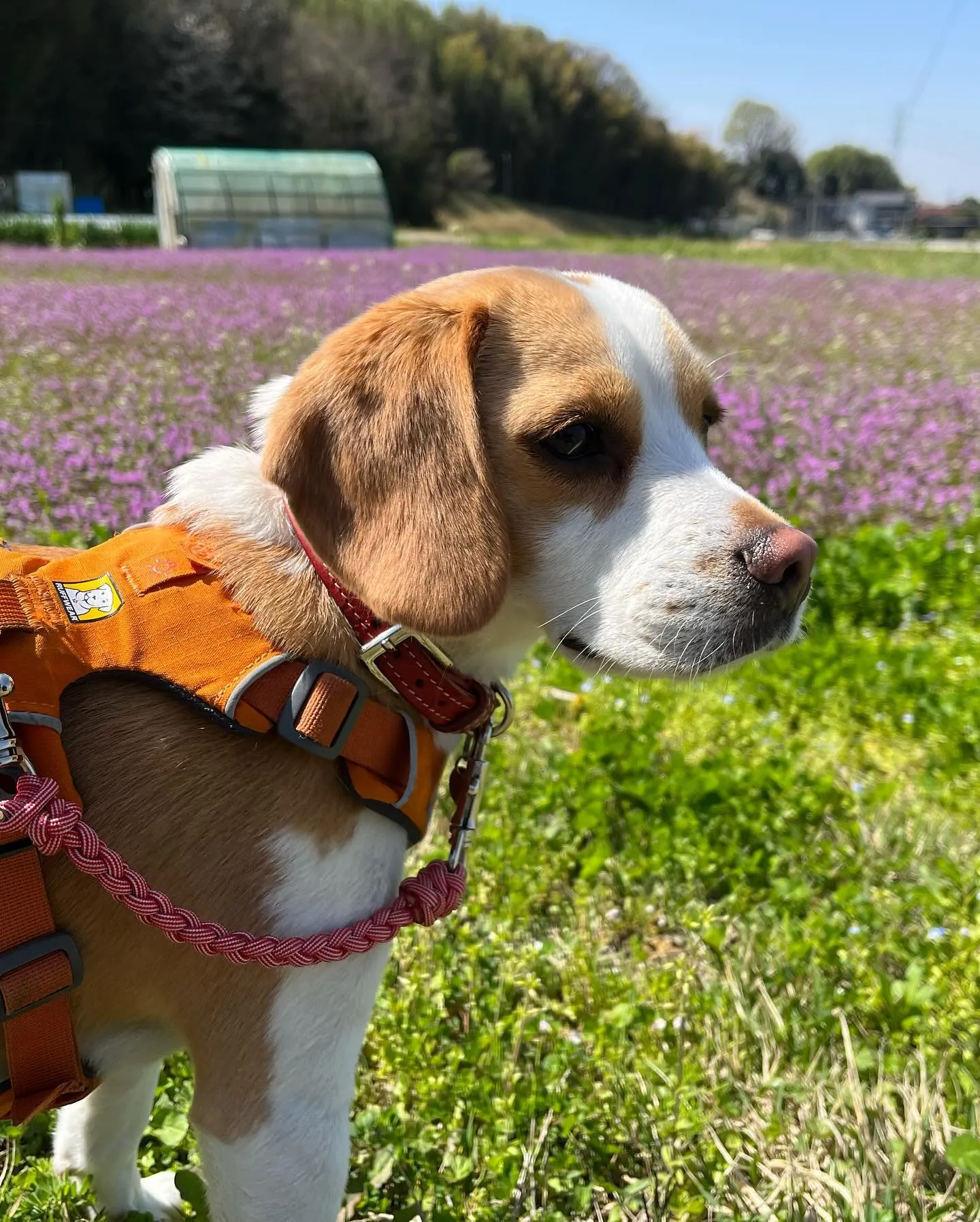 4月の営業カレンダーが完成しました🤗🌸