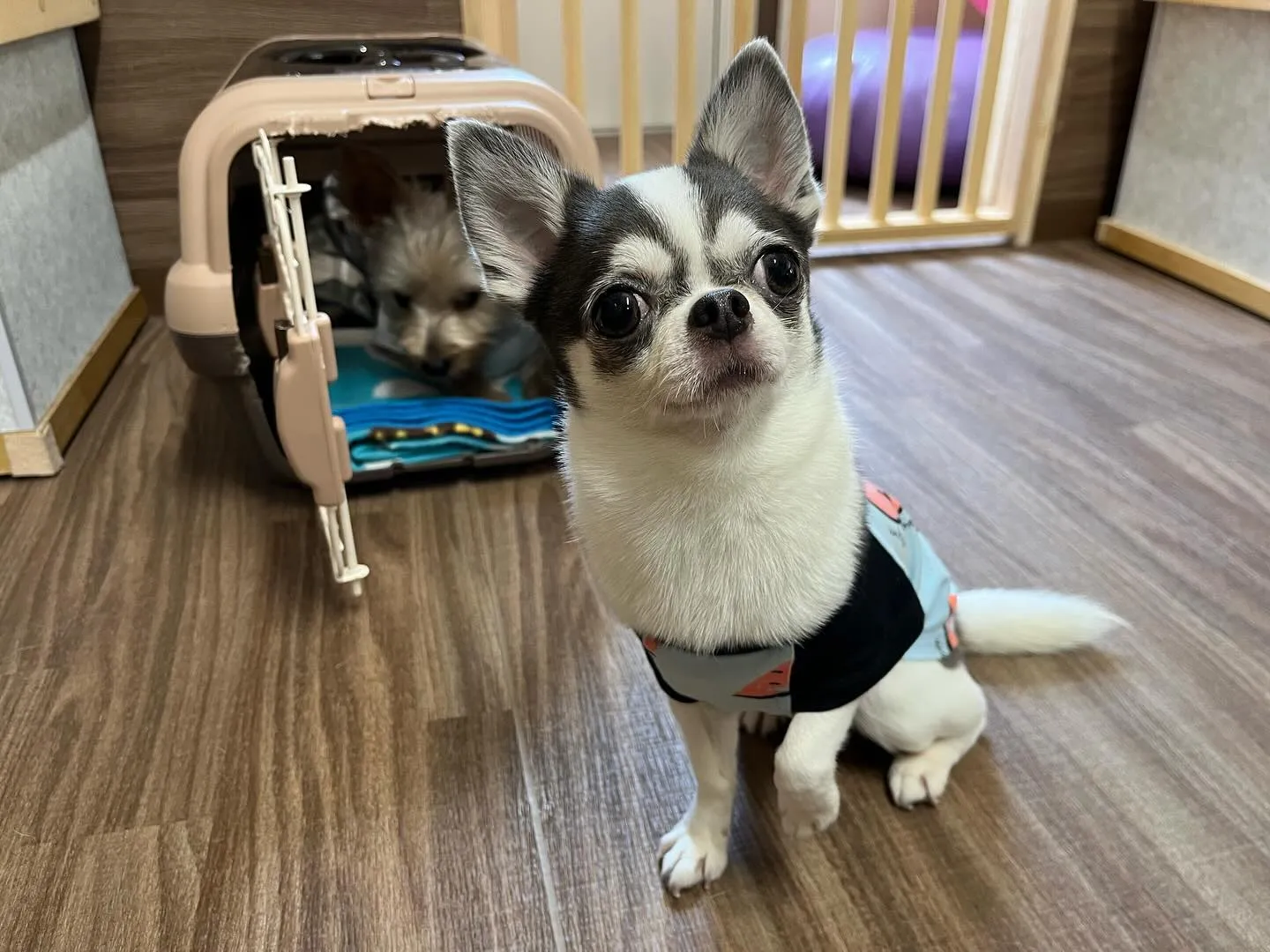 今日は動物取扱責任者の講習会に行ってきました🐾