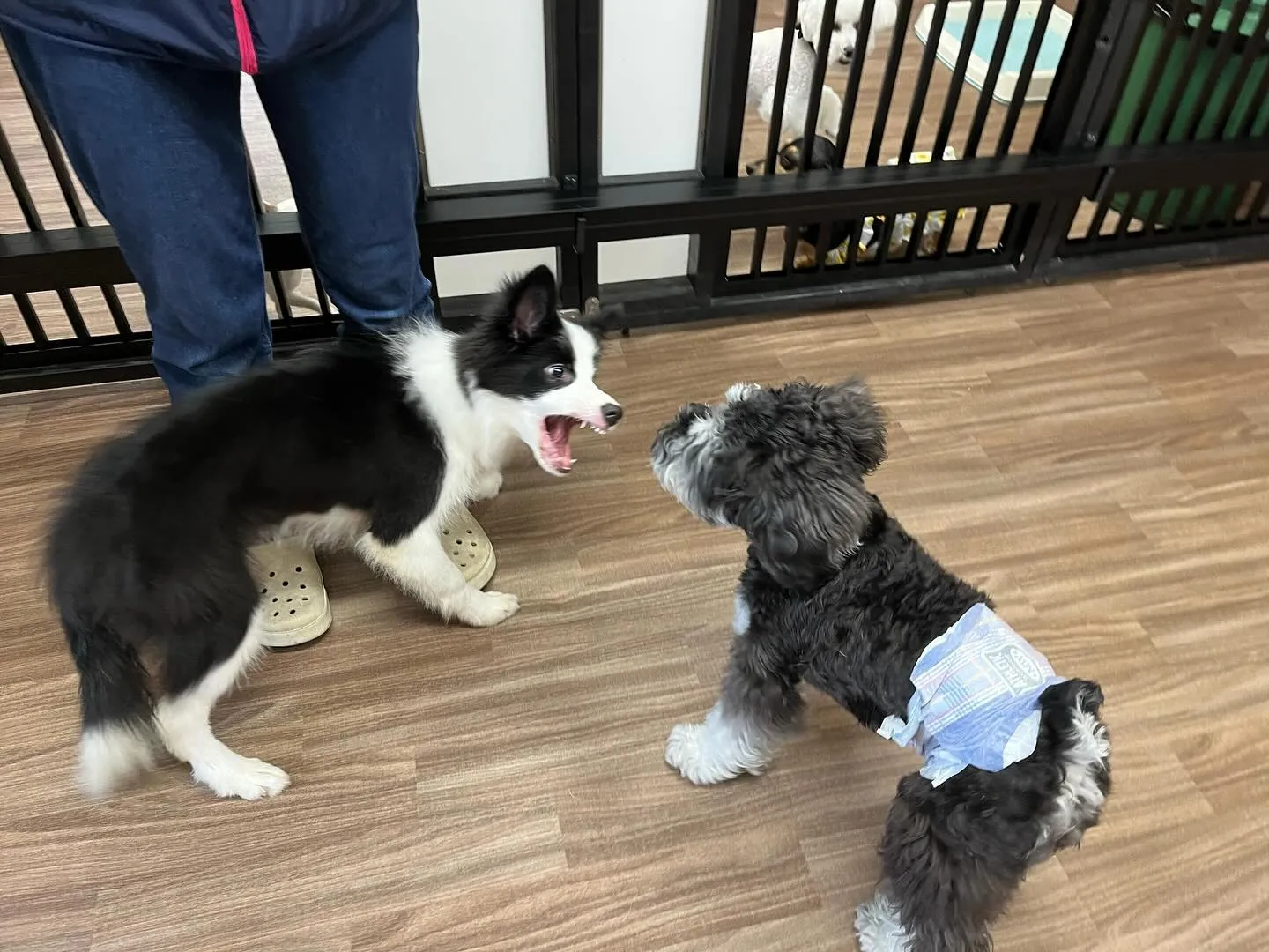 今日は動物取扱責任者の講習会に行ってきました🐾