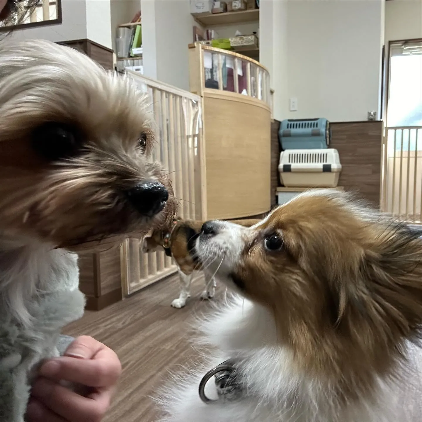 入会してくれたラパンちゃんです💕