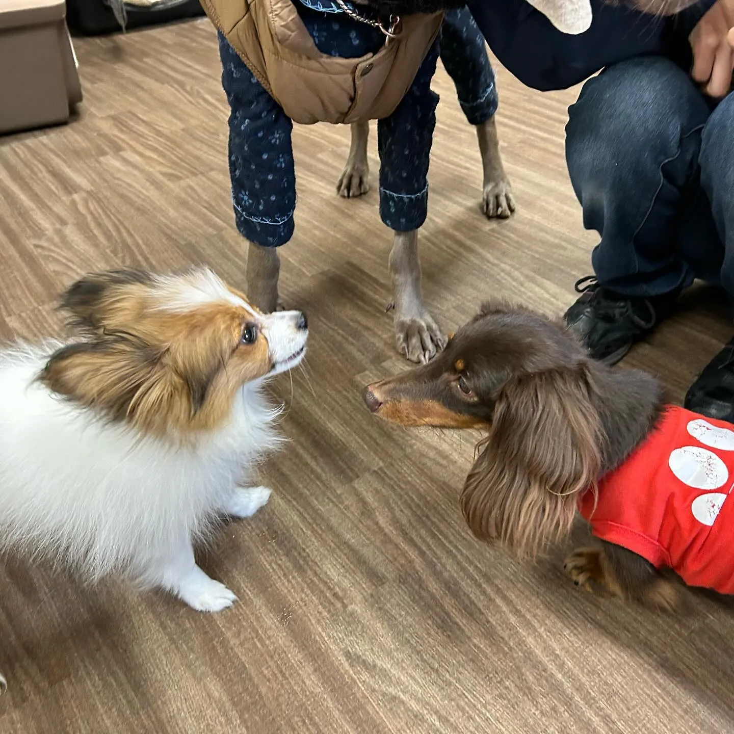 入会してくれたラパンちゃんです💕