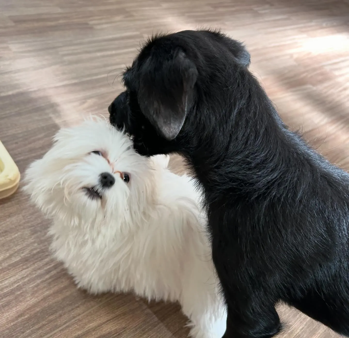 入会してくれたポポちゃんです🤗💕