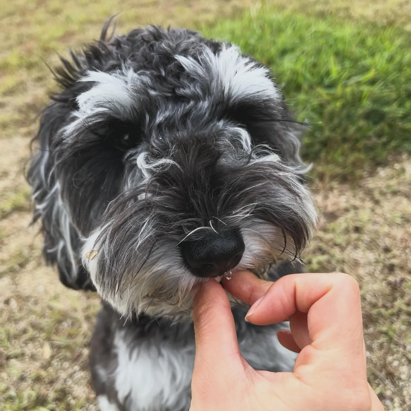 ふと思い至って、シュナウザーちゃんの写真ばかりを集めてみまし...