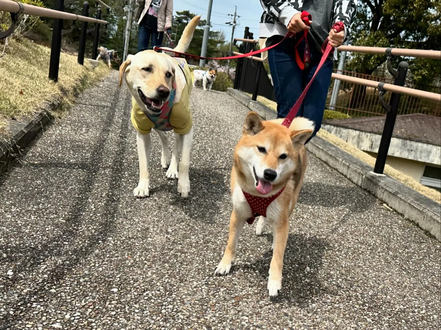 【春の遠足イベント ご予約受付開始のお知らせ】