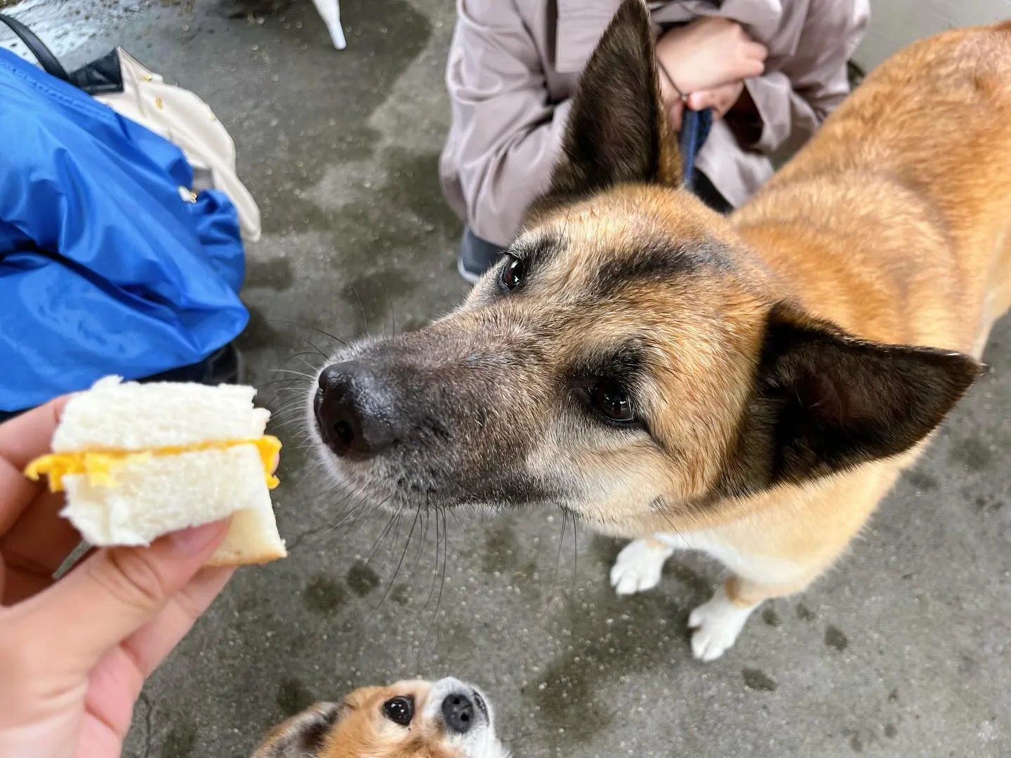 【春の遠足 予約受付終了のお知らせ】