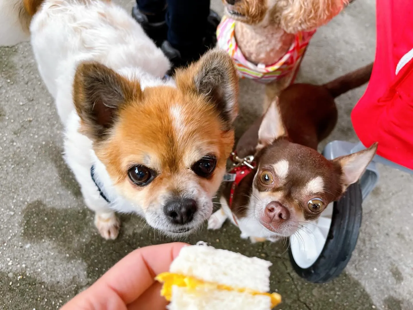 【春の遠足 予約受付終了のお知らせ】