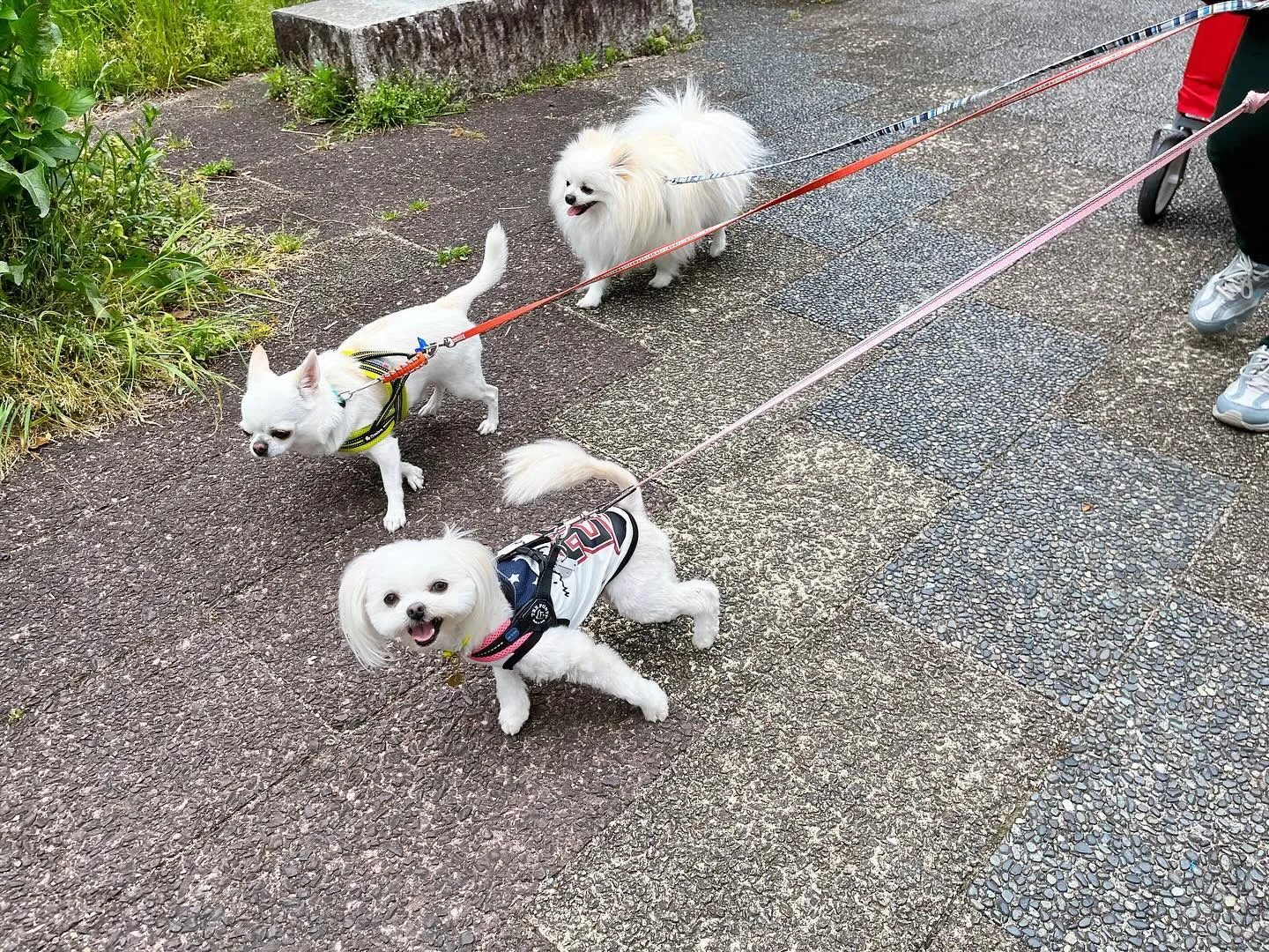 【春の遠足 予約受付終了のお知らせ】