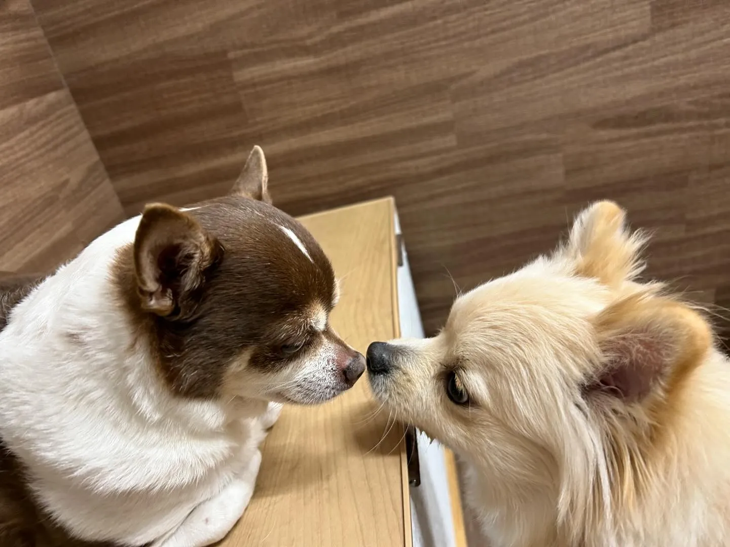 入会してくれた茶太郎くんです🎀