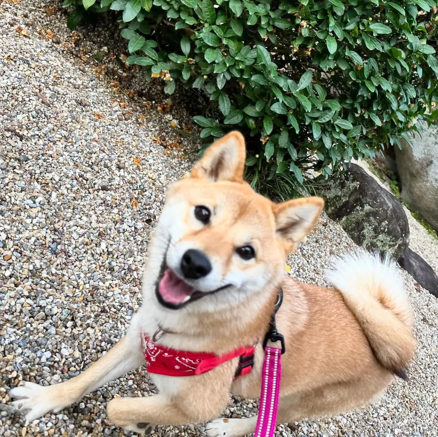 今日は以前のシュナウザー大集合に続き