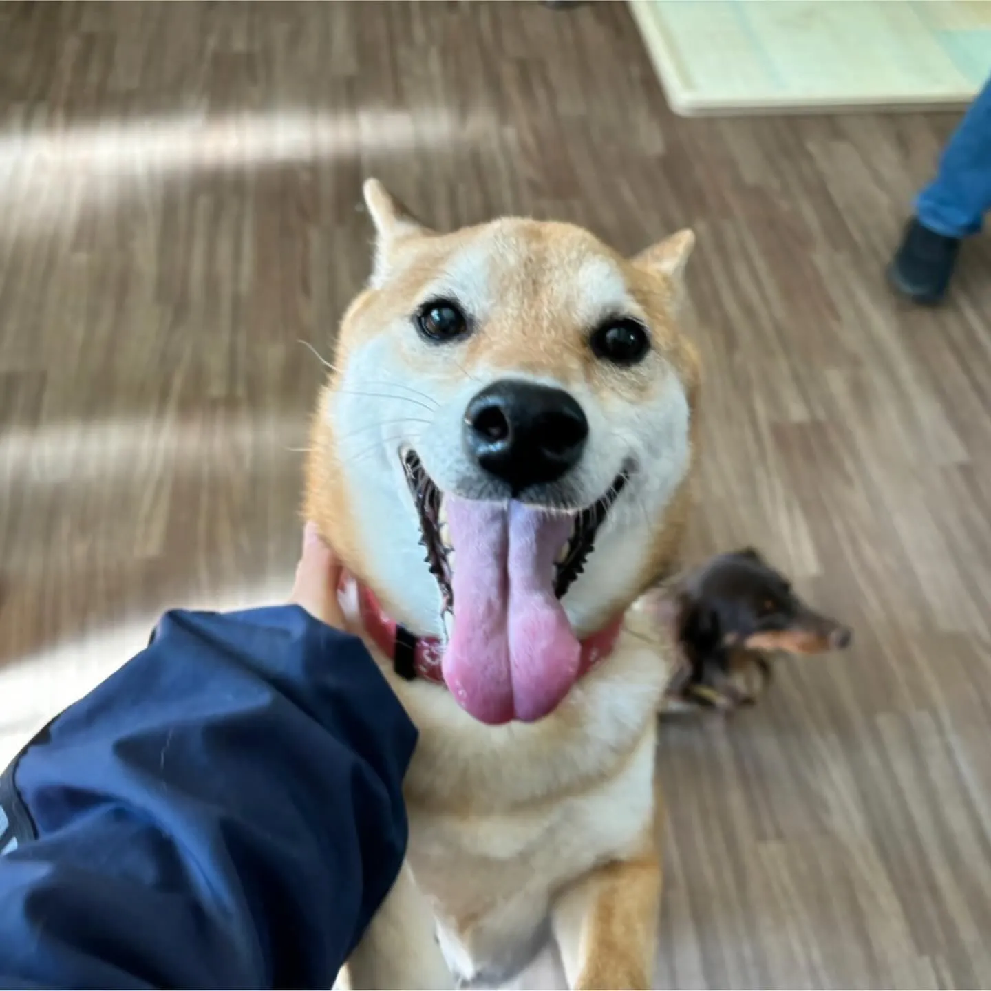 今日は以前のシュナウザー大集合に続き