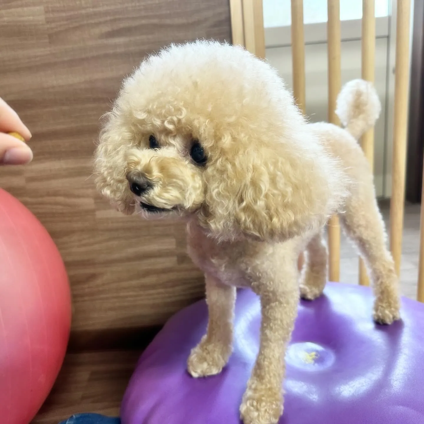 今日は久々にベルちゃんが登園してくれました😊