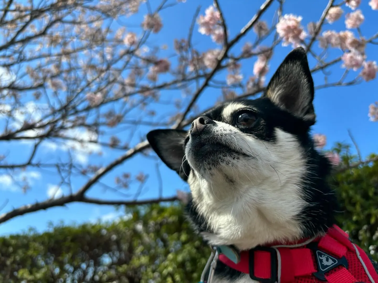 今日は春の遠足イベント開催日🌸