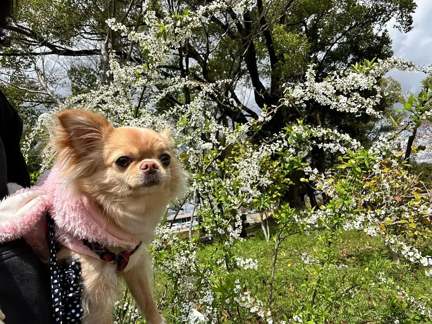 今日は春の遠足イベント開催日🌸