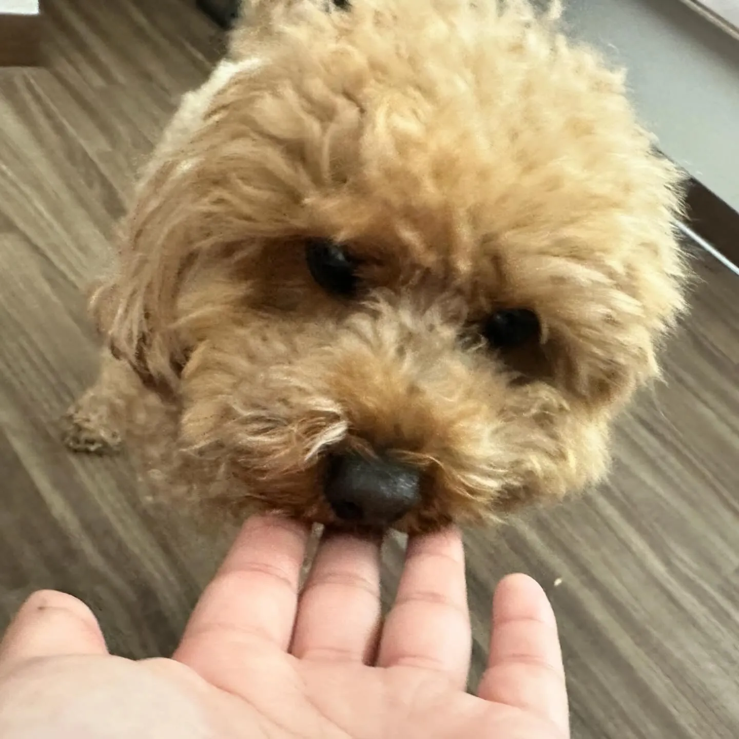 入会してくれたマロンくんです🐾