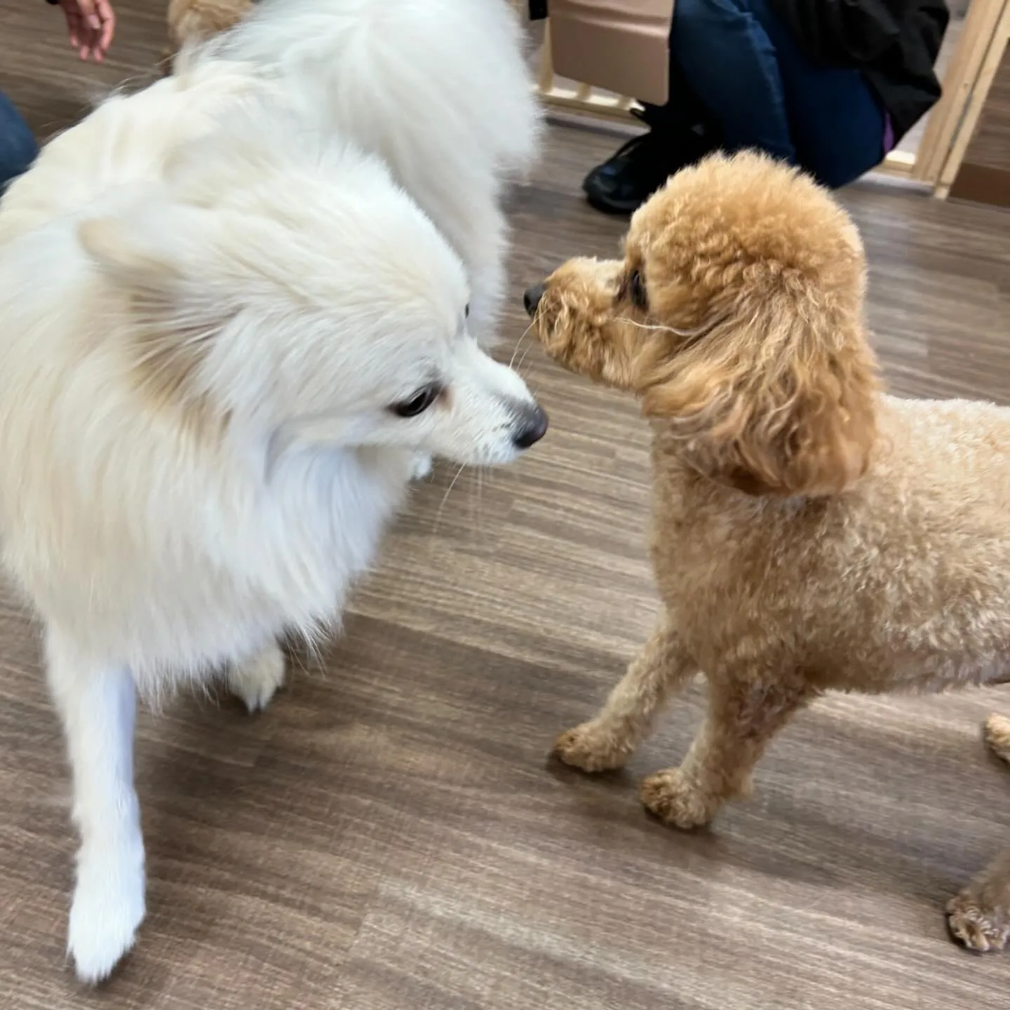 入会してくれたマロンくんです🐾