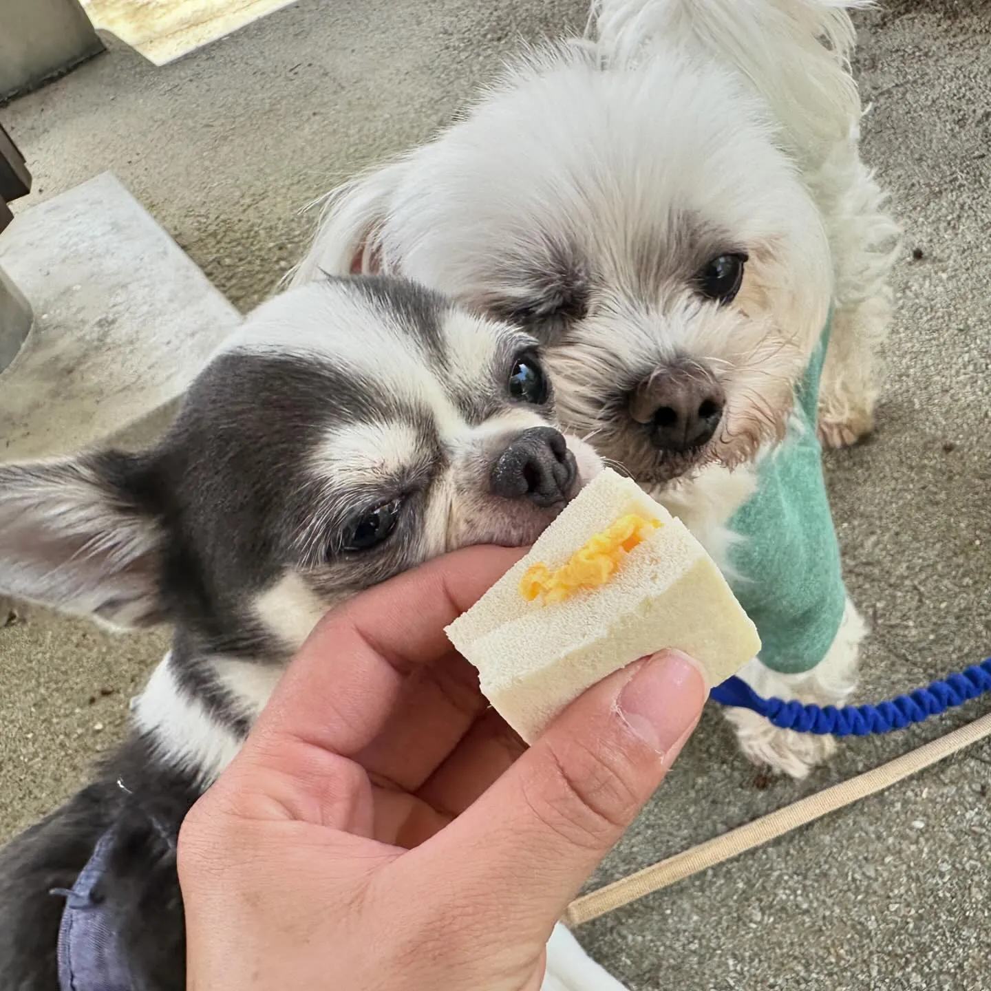 春の遠足イベントのアルバムが全員分完成しました～✨️✨️