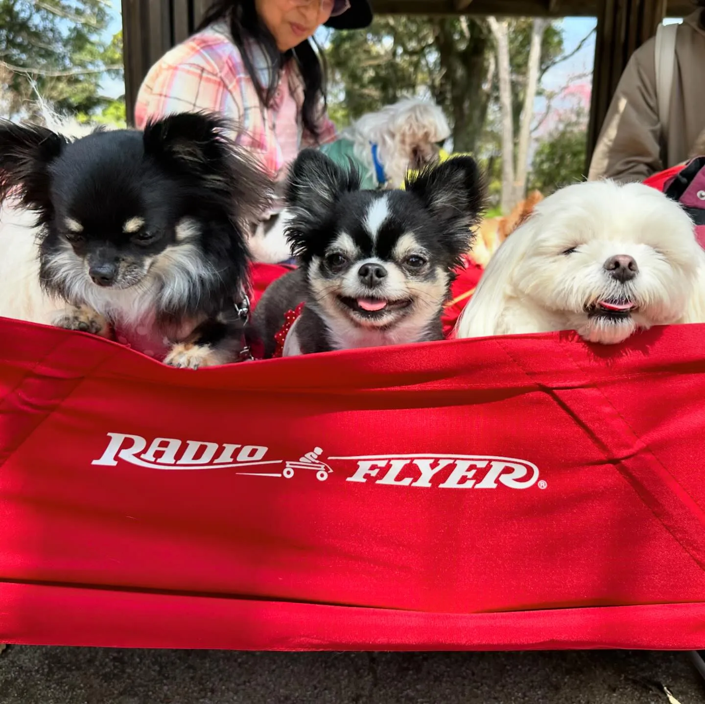 春の遠足イベントのアルバムが全員分完成しました～✨️✨️