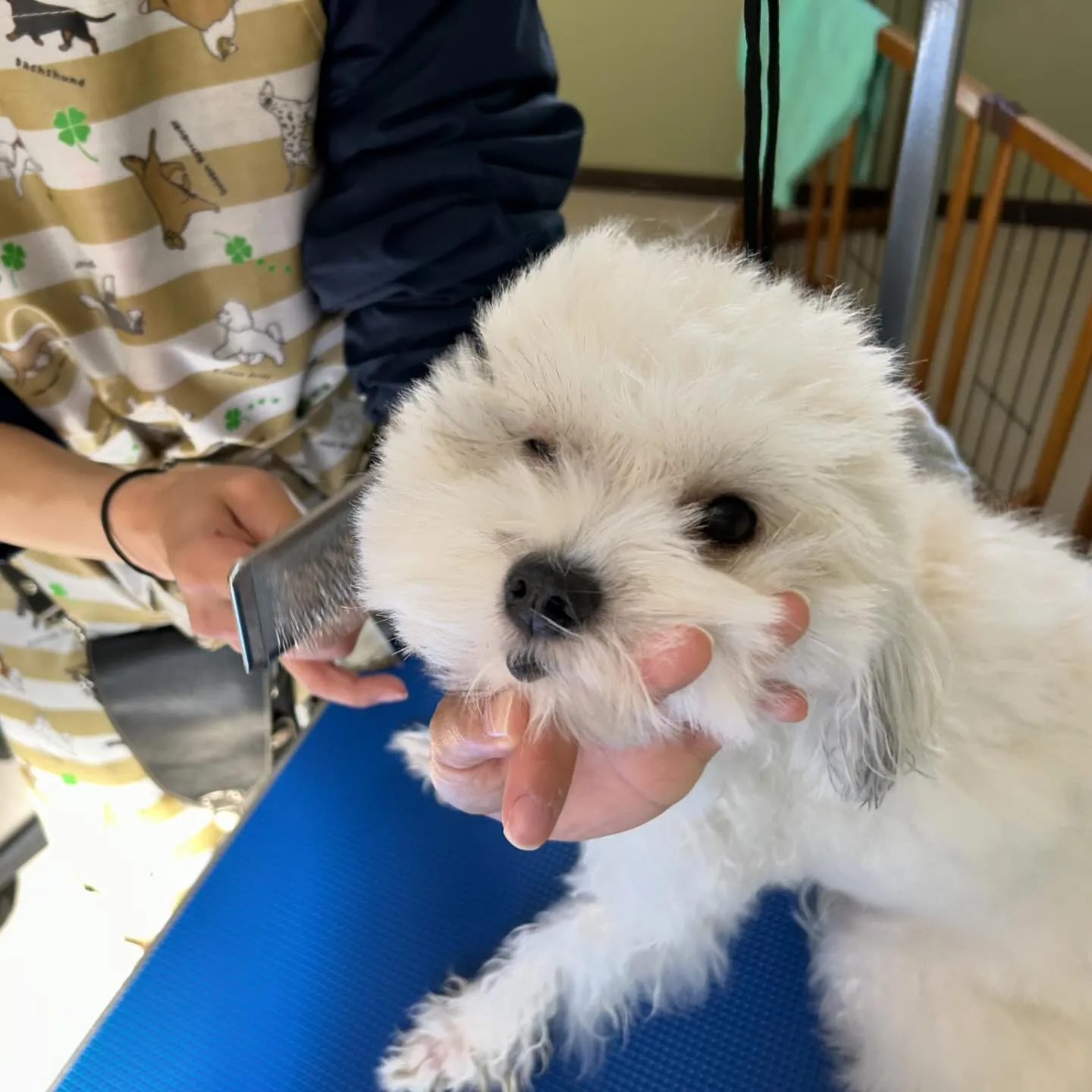 入会してくれたくるみちゃんです😊