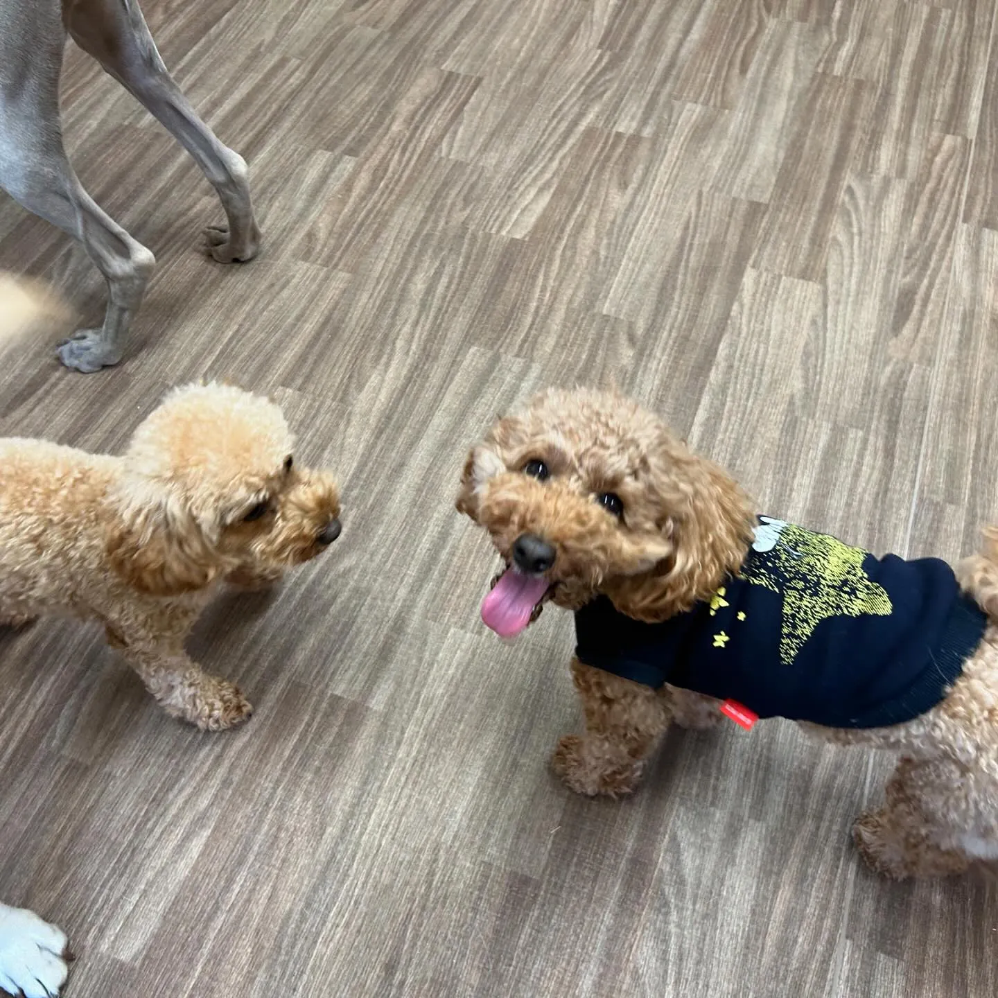 入会してくれたくるるちゃんです💕