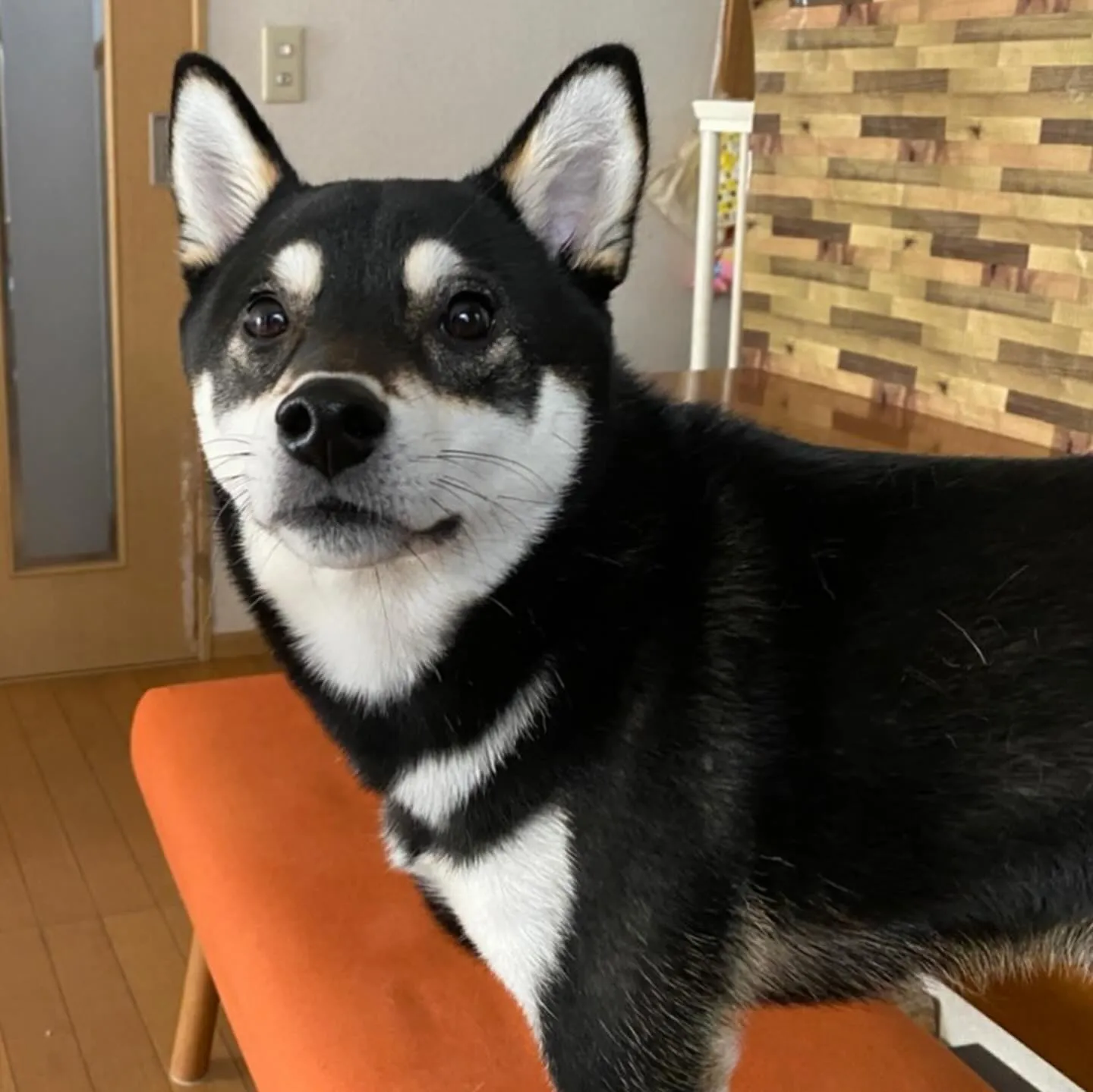 今日は残念ながら雨天によりドッグランイベントは中止😣