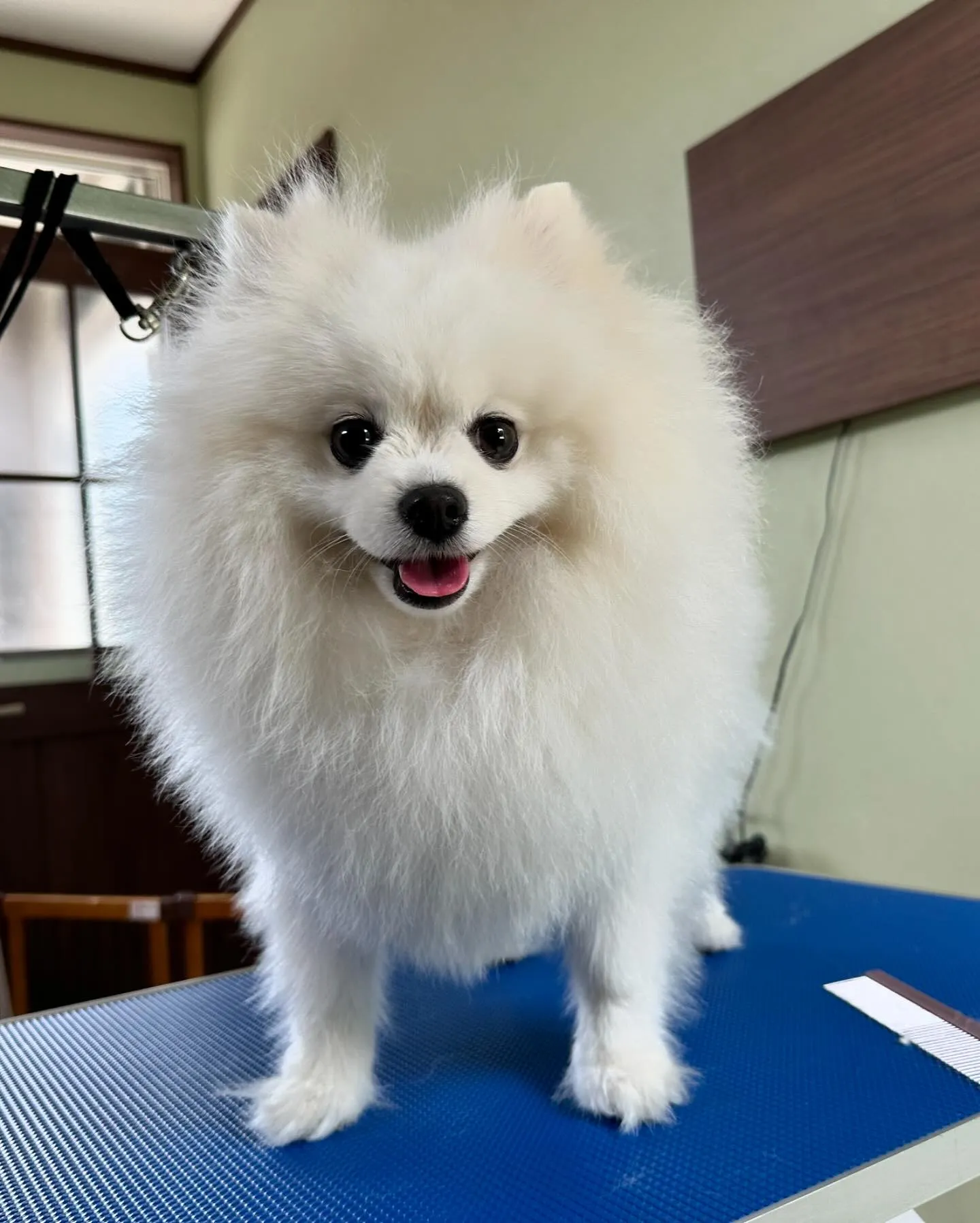 トリミングのセットメニューで来てくれたわんこたち💕